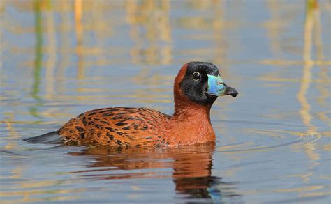 duck mask amazon|what does masked duck eat.